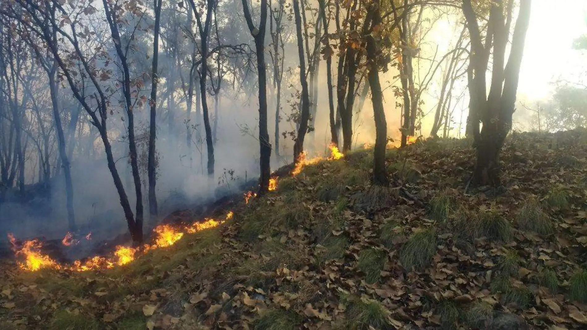 Bosque de la Primavera